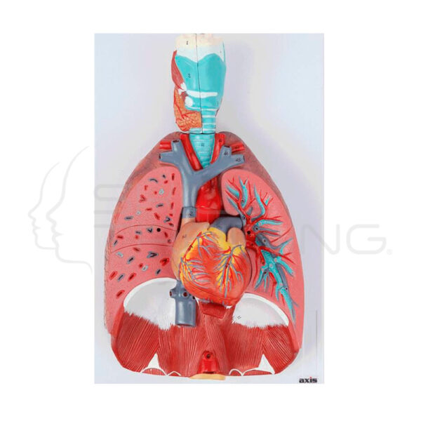 Sistema Respiratorio y Pulmonar Humano de 7 Partes (3/4 de Tamaño Real) - Imagen 1