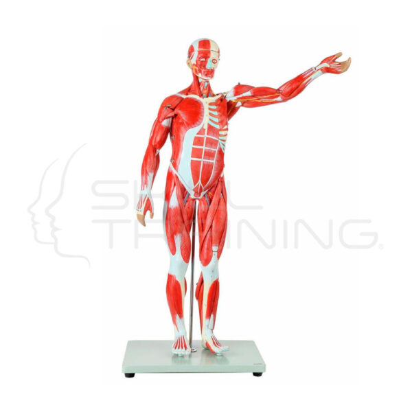 Modelo Muscular Humano Cuerpo Completo de 27 Partes (tamaño Medio Natural) - Imagen 1