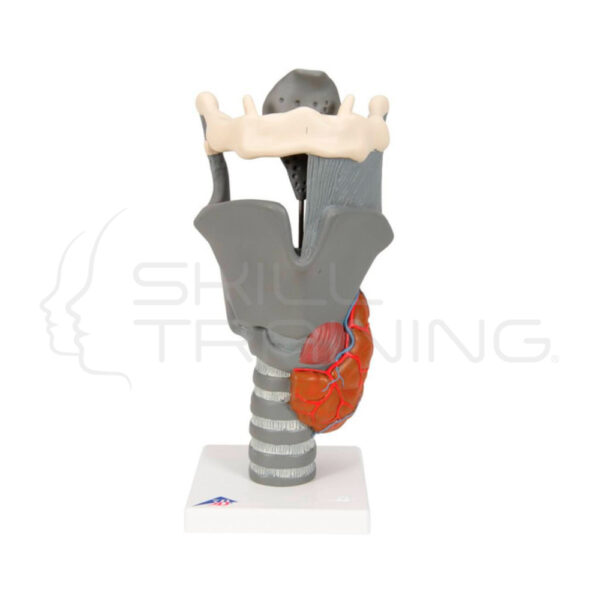 Modelo Funcional de Anatomía de la Laringe Humana - Imagen 1
