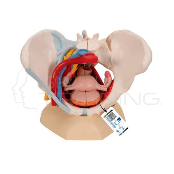Modelo Pelvis Femenina de Tamaño Natural con Ligamentos, Vasos, y Suelo Pélvico - Imagen 1