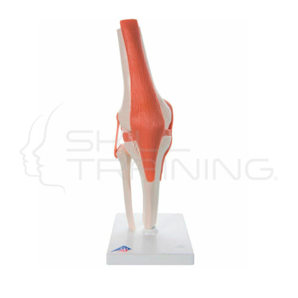 Modelo Funcional de Anatomía de la Articulación de la Rodilla - Imagen 1