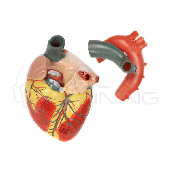 Modelo de Anatomía del Corazón Humano de 3 Partes de 3x Tamaño Natural - Imagen 1