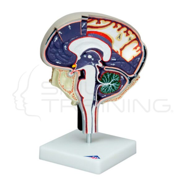 Modelo de Cerebro de Líquido Cefalorraquídeo - Imagen 1