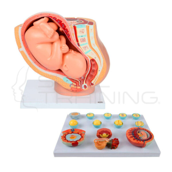 Conjunto de Modelos de Anatomía del Embarazo - Imagen 1