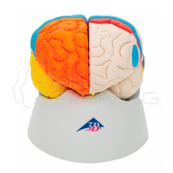 Cerebro Neuro-anatómico, Desmontable en 8 Piezas - Imagen 1