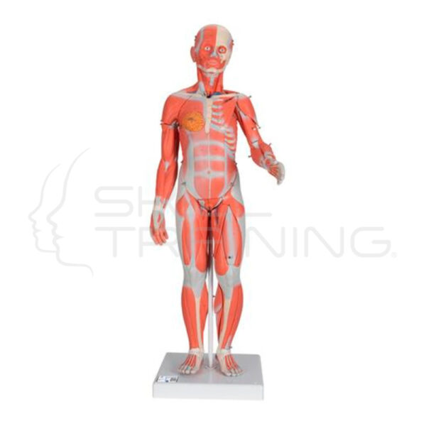 Figura con Músculos de Doble Sexo, Desmontable en 45 Piezas - Imagen 1