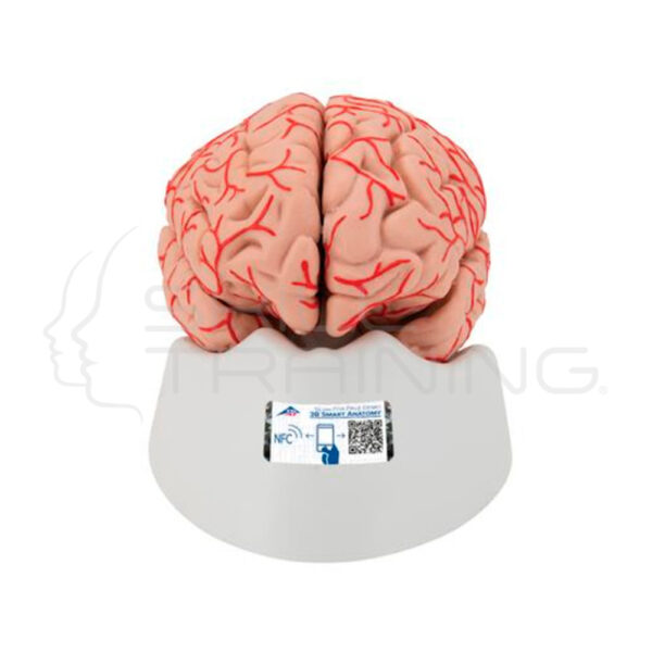 Cerebro de Lujo con Arterias, Desmontable en 9 Piezas - Imagen 1