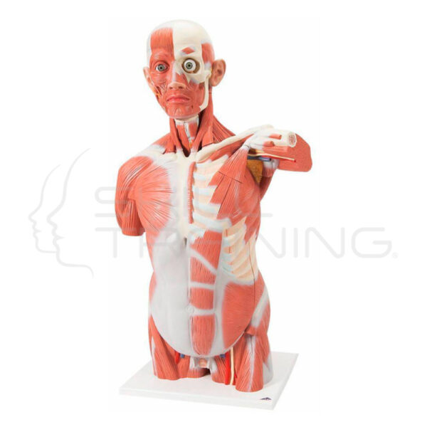Torso con Músculos, de Tamaño Natural, 27 Partes - Imagen 1