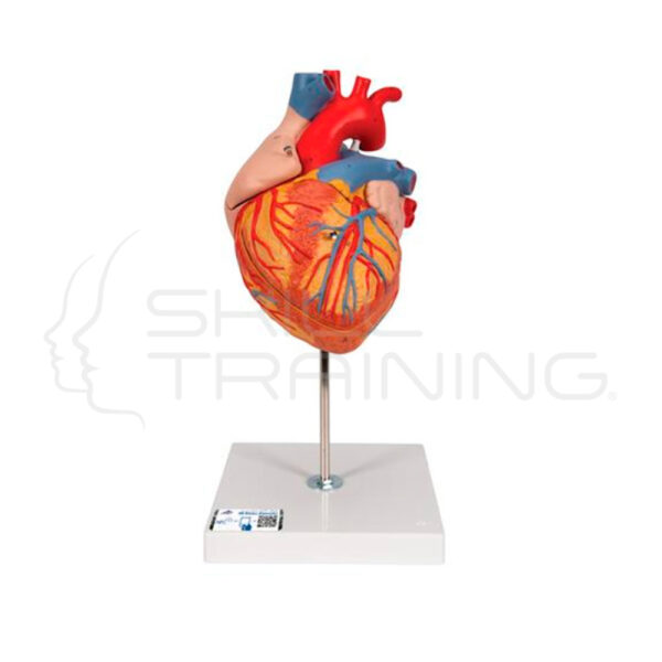Corazón, 2 Veces Su Tamaño Natural, de 4 Piezas - Imagen 1