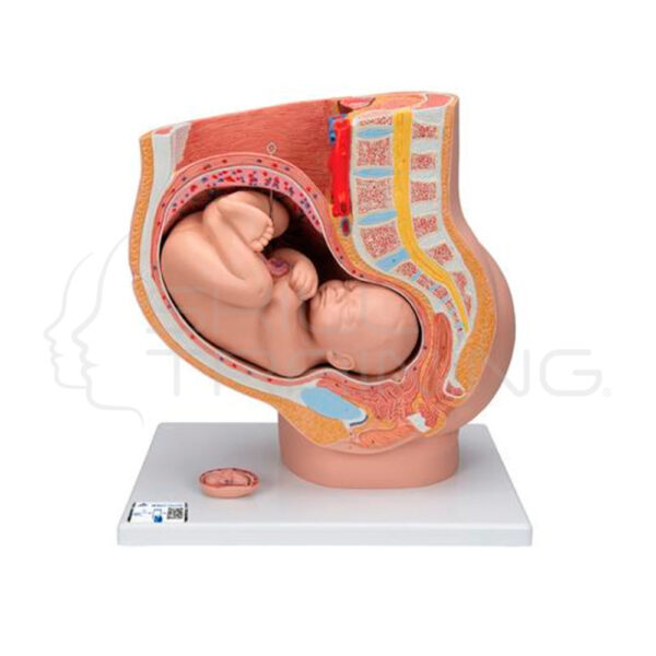 Pregnancy Pelvis Anatomy Model (3 Parts) - Imagen 1