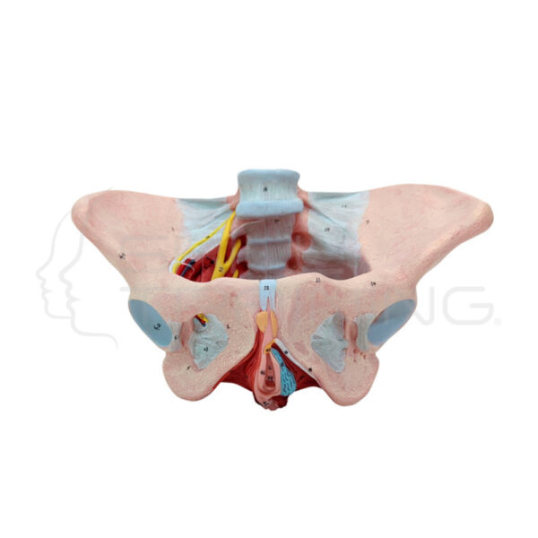 Modelo de Anatomía del Suelo Pélvico Femenino, Músculos, Ligamentos y Nervios - Imagen 1