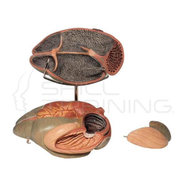 Modelo de Anatomía del Estómago de Rumiante de 3 Partes - Imagen 1
