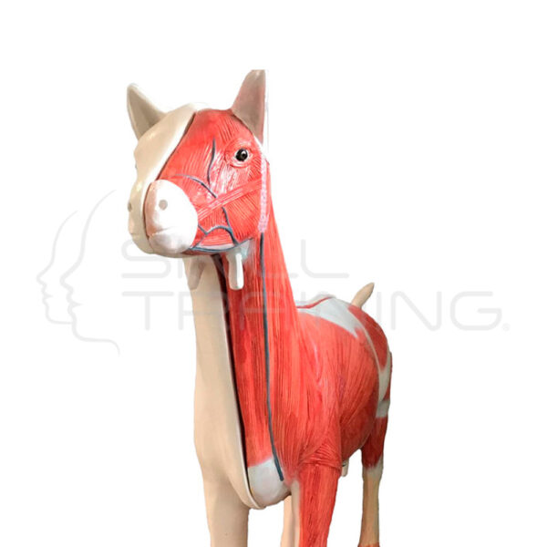 Modelo Anatomía de Cabra Doméstica (capra Hircus) - Imagen 1