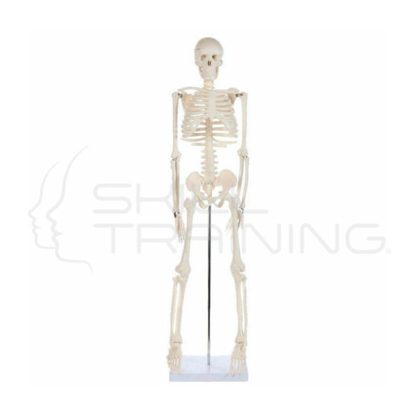 Esqueleto Completo 88 cm - Imagen 1
