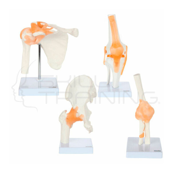 Conjunto Modelos Anatomía Funcional de las Articulaciones de Axis Scientific - Imagen 1