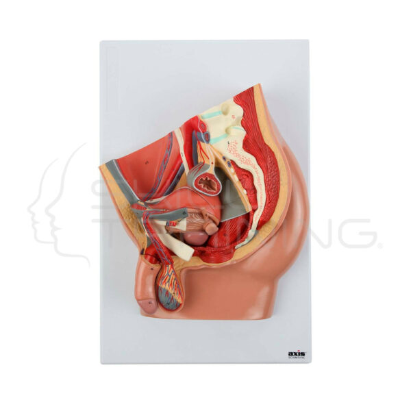 Modelo de Anatomíco de Pelvis Masculina de Sección Mediana de 4 Partes - Imagen 1