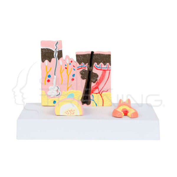 Modelo Anatomico Estructura de la Piel, las Uñas y Cabello - Imagen 1