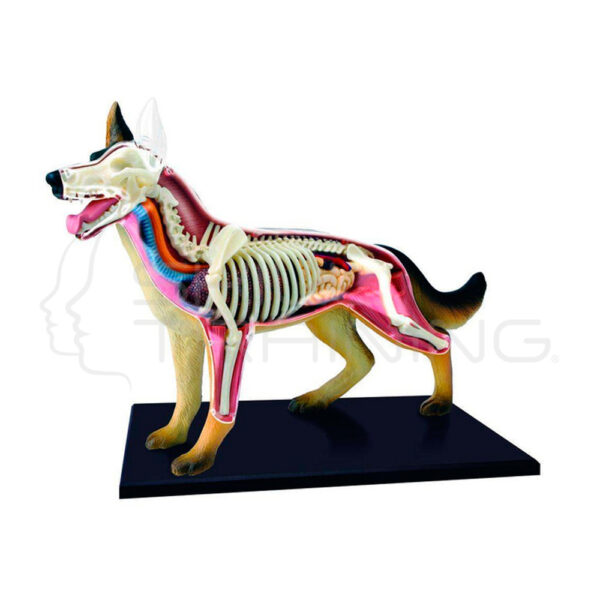 Modelo de Anatomia Canina con Vision 4d - Imagen 1