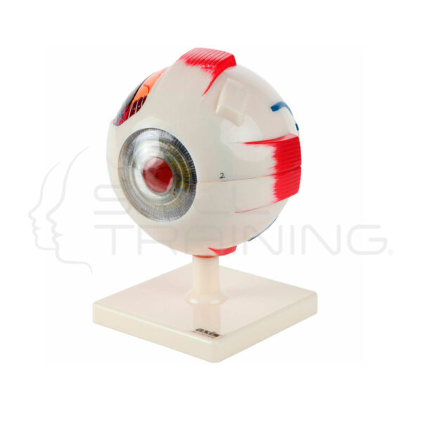 Ojo Humano de 7 Piezas Axis Scientific (5x Tamaño Real) - Imagen 1