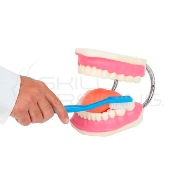 Modelo de Cepillado de Dientes 3 Veces Más Grande con Cepillo Gigante - Imagen 1
