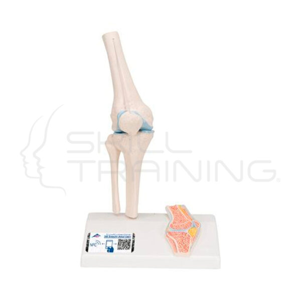 Modelo de Anatomia de la Rodilla Tamano Reducido - Imagen 1
