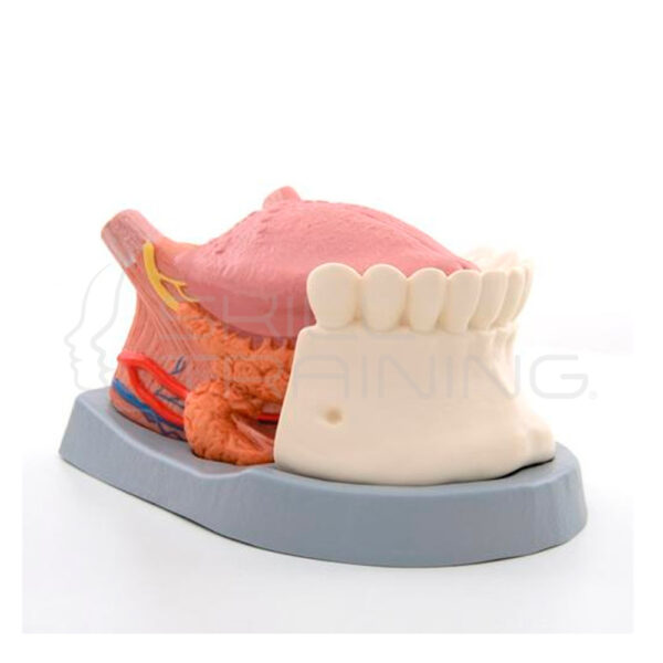 Modelo de Anatomia de la Lengua - Imagen 1