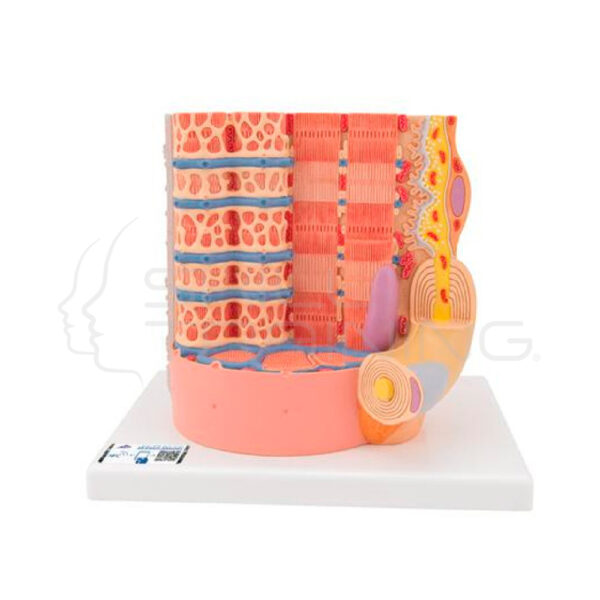 Modelo de Microanatomia del Músculo Humano - Imagen 1