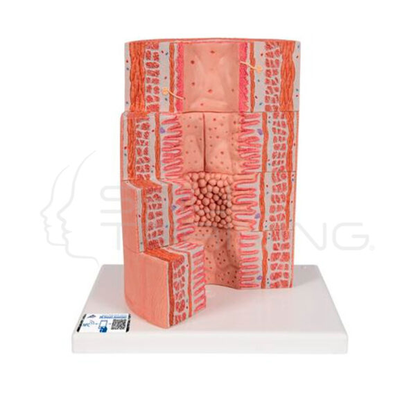 Microanatomia del Sistema Digestivo - Imagen 1