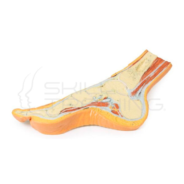 Pie Impreso en 3d Sección Transversal Parasagital - Imagen 1