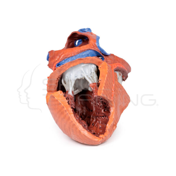 Estructuras Internas del Corazon Impresas en 3d - Imagen 1