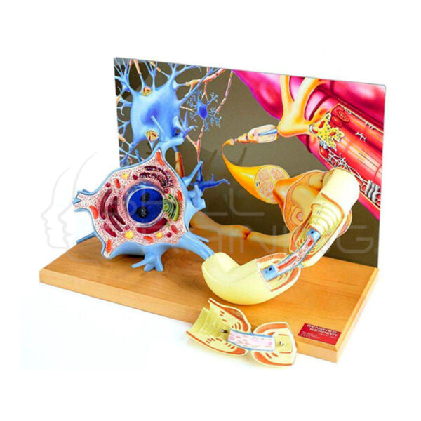 Modelo de Anatomia en Diorama de Neurona Motora - Imagen 1