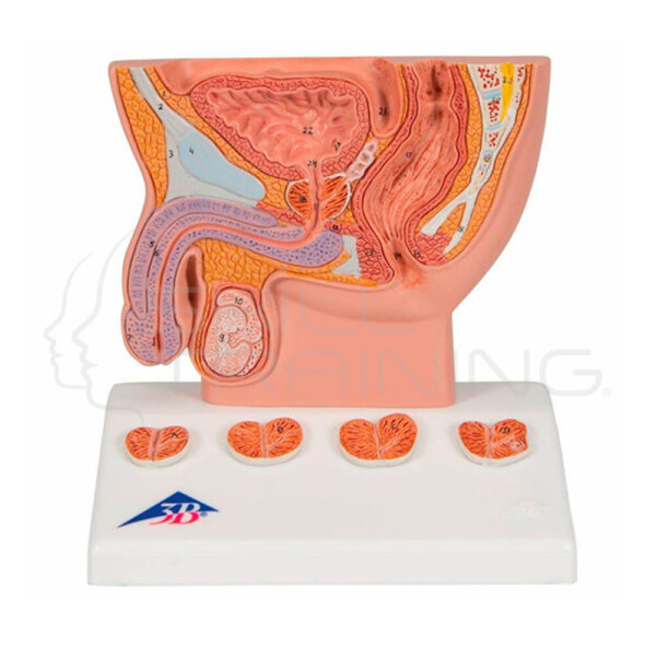 Modelo Prostata Tamano Reducido - Imagen 1