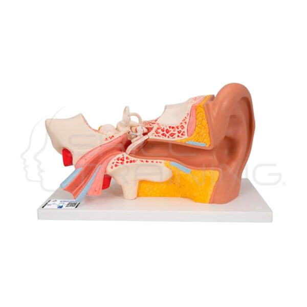 Modelo de Anatomia de Oido Gigante - Imagen 1