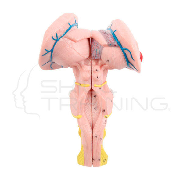 Modelo Anatomico del Tronco Encefalico Ampliado 2 Piezas - Imagen 1