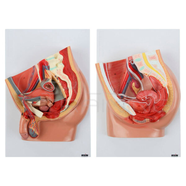 Set Pelvis Femenina Masculina - Imagen 1