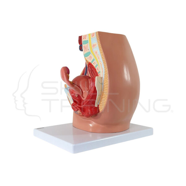 Modelo Pelvis Femenina para la Educación del Paciente - Imagen 1