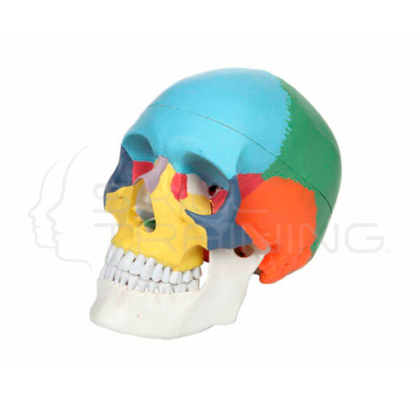 Modelo Didactico de Anatomia del Cráneo Humano en Tamano Real de 3 Piezas - Imagen 1