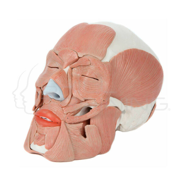 Modelo Anatomico de Craneo Humano de Tamano Natural con Musculos Extraibles - Imagen 1