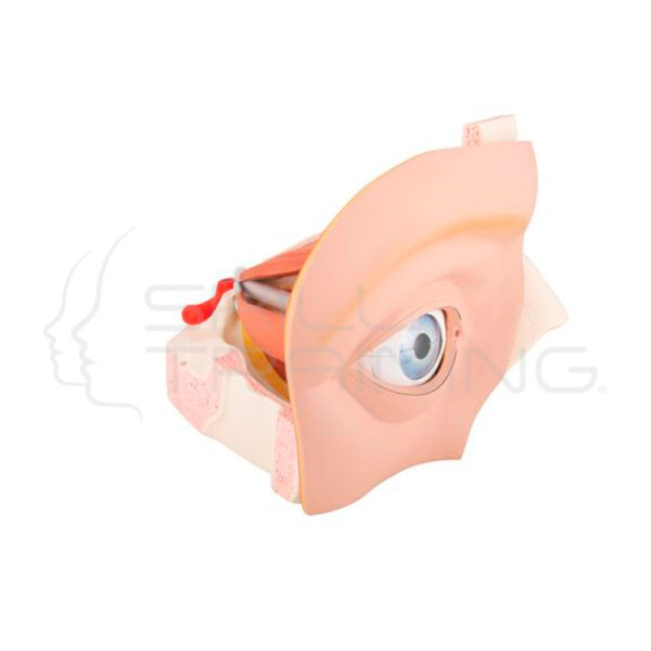 Giant Eye Anatomy Model 11 Parts - Imagen 1