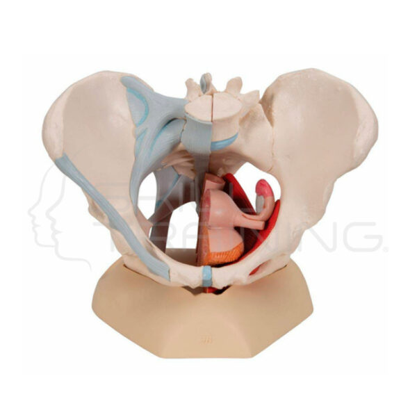 Modelo Anatomico de la Pelvis Femenina con Ligamentos Musculos y Organos. - Imagen 1