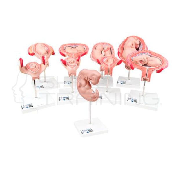 Deluxe Pregnancy Series 9 Models - Imagen 1