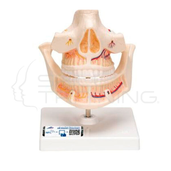 Modelo Anatomico de Protesis Dentales para Adultos - Imagen 1