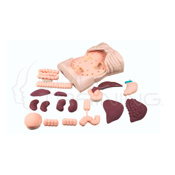 Entrenador de Palpacion Abdominal con Conjunto de Organos Normales y Patologicos - Imagen 1