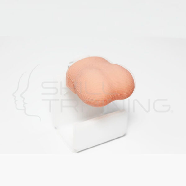 Modelo de Escroto para Examen Fisico - Imagen 1