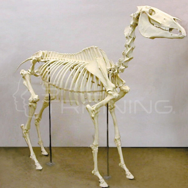 Esqueleto de Caballo Articulado, Tamaño Natural - Imagen 1