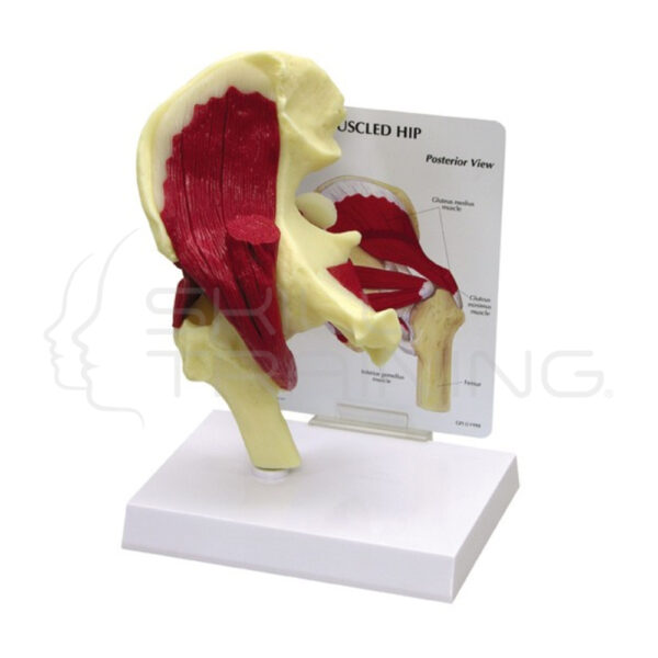 Articulacion de la Cadera Humana con Musculos - Imagen 1