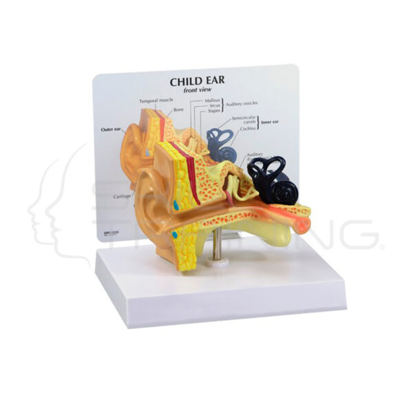 Modelo Anatomico Oido de Nino - Imagen 1