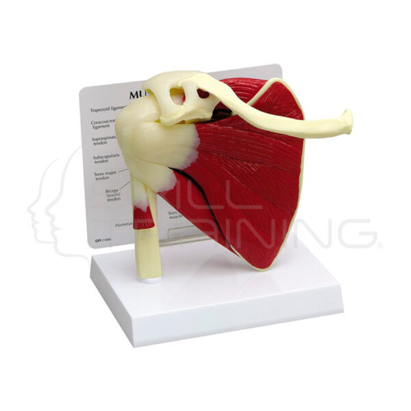 Articulacion del Hombro con Musculos - Tamano Real - Imagen 1