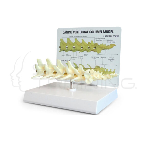 Columna Vertebral de Perro - Imagen 1