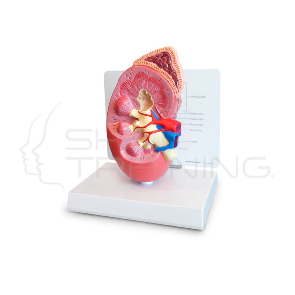 Modelo de Rinon con Glandula Adrenal 2x Tamano Natural - 2 Partes - Imagen 1